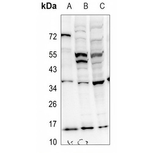 PEA15 Rabbit Polyclonal Antibody