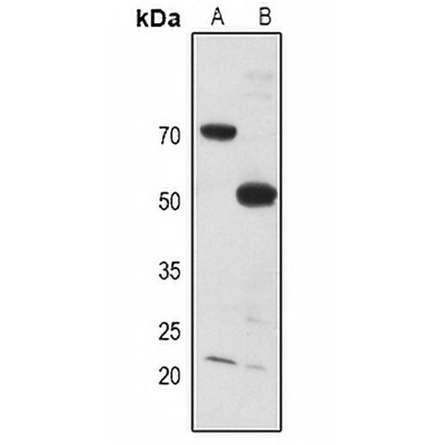 MYT1 Rabbit Polyclonal Antibody