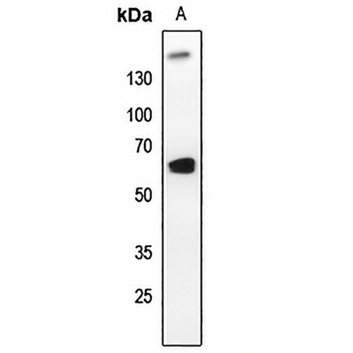 PLK1 Rabbit Polyclonal Antibody