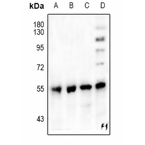PPAR gamma Rabbit Polyclonal Antibody