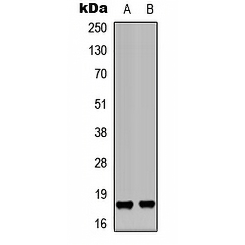 KEPI Rabbit Polyclonal Antibody