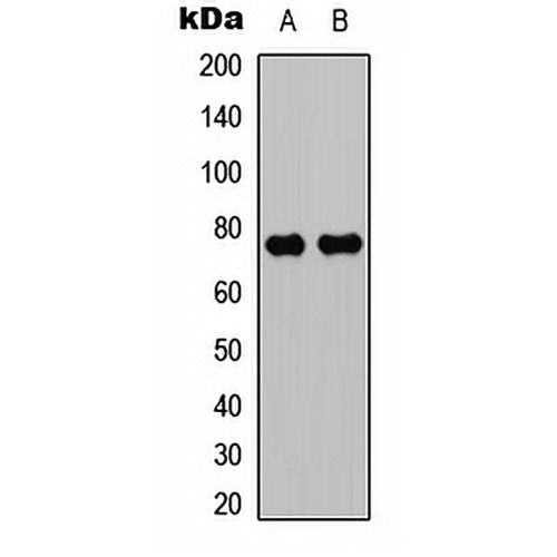 PKC theta Rabbit Polyclonal Antibody