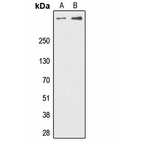 DNA-PKcs (Phospho-T2647) Rabbit Polyclonal Antibody