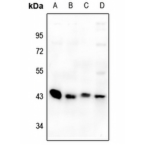 GPR73a Rabbit Polyclonal Antibody