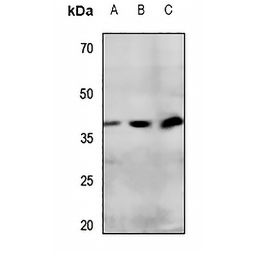 IP Receptor Rabbit Polyclonal Antibody