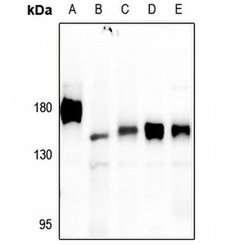PTP alpha Rabbit Polyclonal Antibody