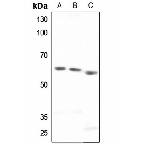 Paxillin Rabbit Polyclonal Antibody