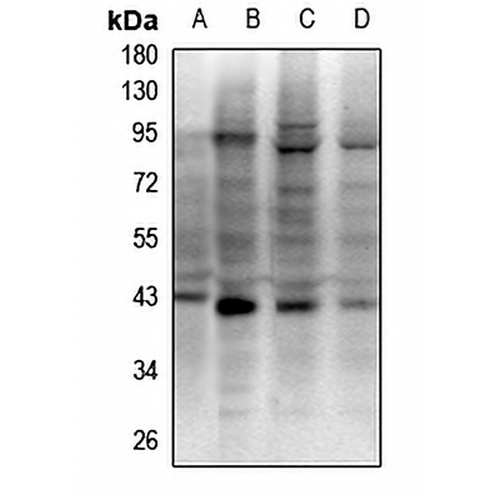 RAD51D Rabbit Polyclonal Antibody