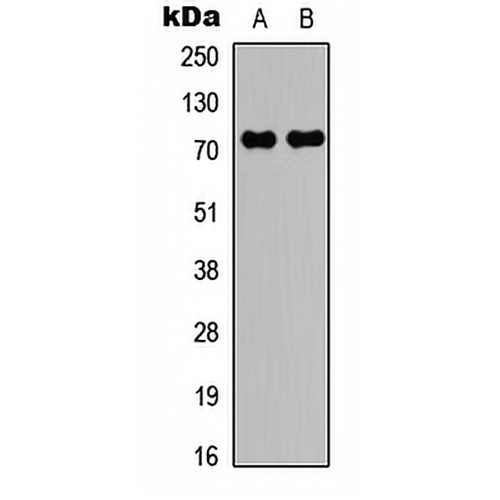 c-RAF (Phospho-S43) Rabbit Polyclonal Antibody