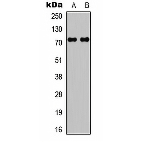 c-RAF Rabbit Polyclonal Antibody