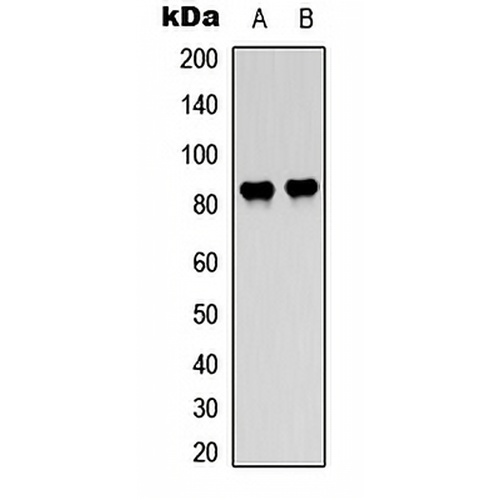 c-Raf/B-RAF (Phospho-T491/599) Rabbit Polyclonal Antibody