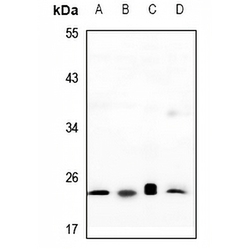 RAP2C Rabbit Polyclonal Antibody