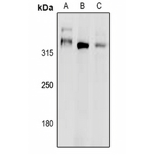 DNA Polymerase zeta Rabbit Polyclonal Antibody