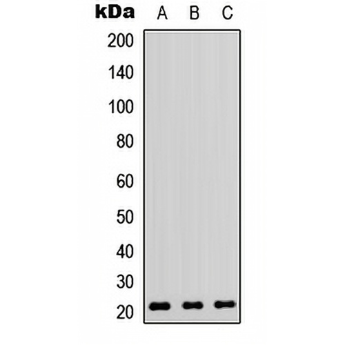 RhoA Rabbit Polyclonal Antibody