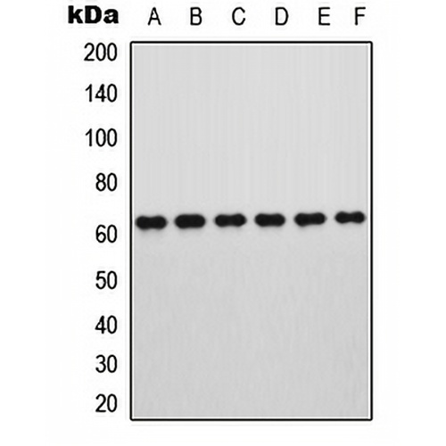 ROR alpha Rabbit Polyclonal Antibody
