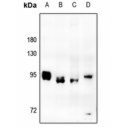 MSK1 Rabbit Polyclonal Antibody