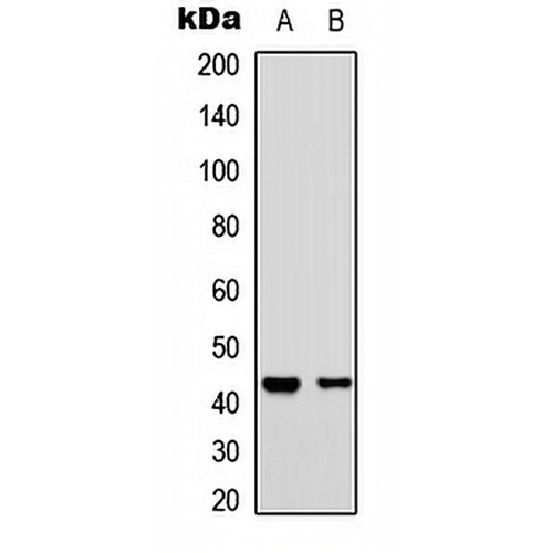 CD363 Rabbit Polyclonal Antibody