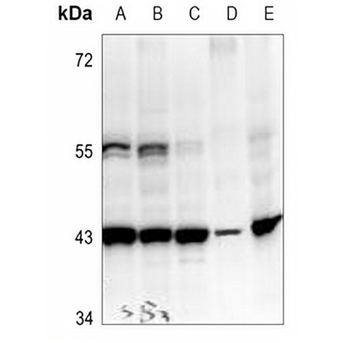 PEDF Rabbit Polyclonal Antibody
