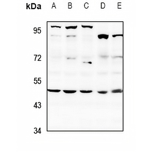SAP49 Rabbit Polyclonal Antibody