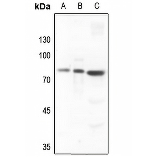 SKIL Rabbit Polyclonal Antibody