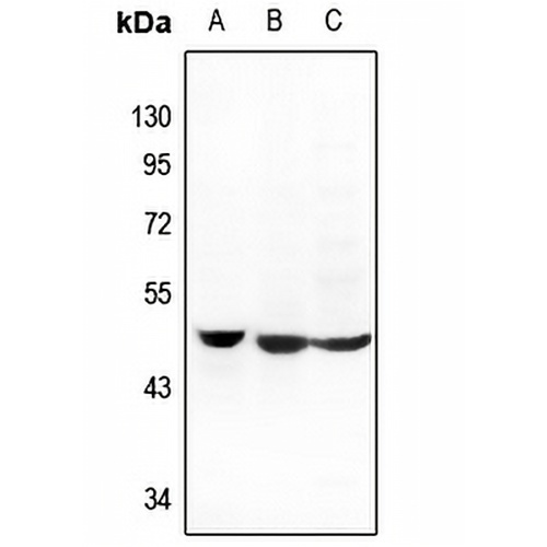 MCT14 Rabbit Polyclonal Antibody