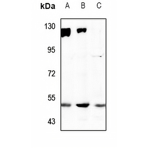 SNAT2 Rabbit Polyclonal Antibody