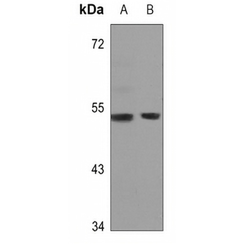 GPR172B Rabbit Polyclonal Antibody