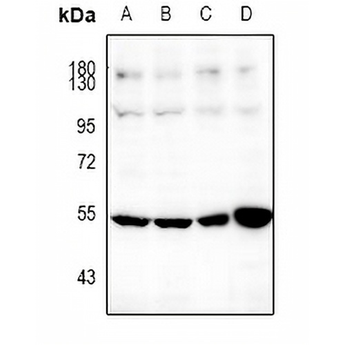 SOX9 Rabbit Polyclonal Antibody
