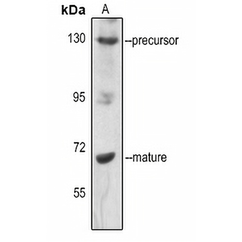 SREBP1 (Phospho-S439) Rabbit Polyclonal Antibody