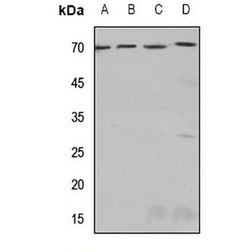 SSTR4 Rabbit Polyclonal Antibody