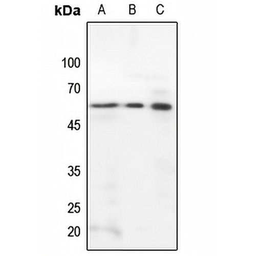 STAM2 Rabbit Polyclonal Antibody
