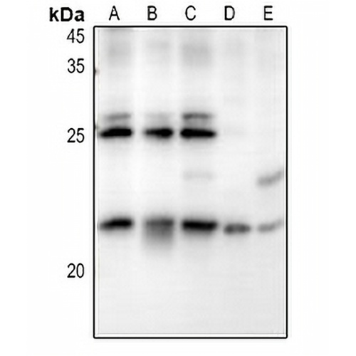 RB3 Rabbit Polyclonal Antibody