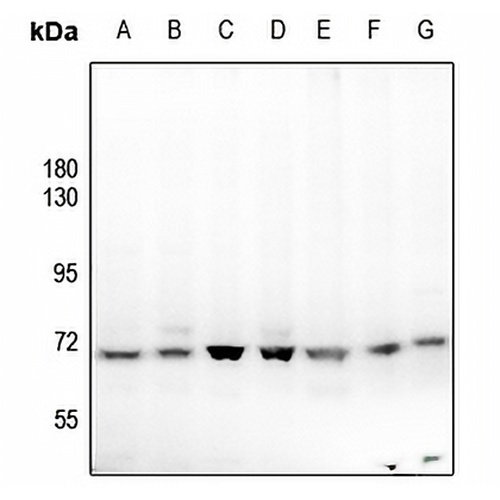p67 Rabbit Polyclonal Antibody