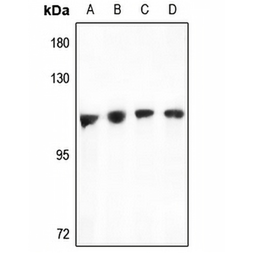 TAO1 Rabbit Polyclonal Antibody