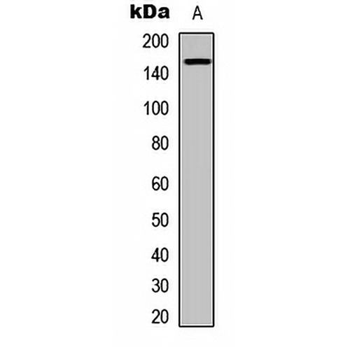 TIE2 (Phospho-Y992) Rabbit Polyclonal Antibody