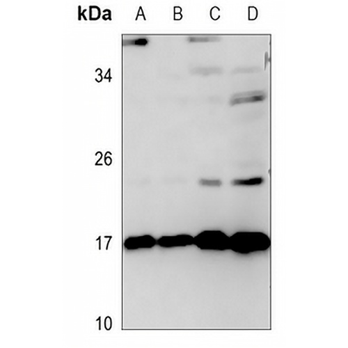 TNFAIP8L2 Rabbit Polyclonal Antibody