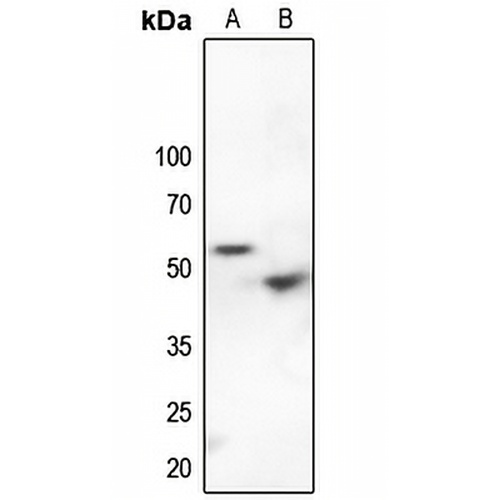 p53 (Phospho-S9) Rabbit Polyclonal Antibody