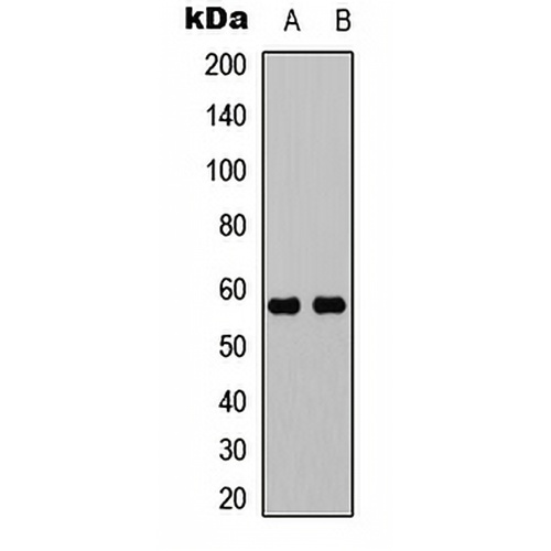 UBXN11 Rabbit Polyclonal Antibody