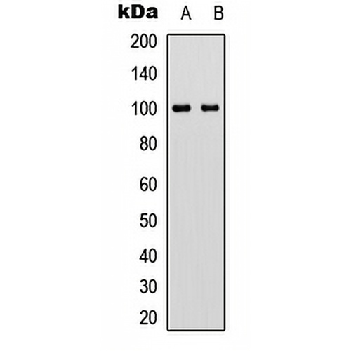 VAV2 (Phospho-Y142) Rabbit Polyclonal Antibody