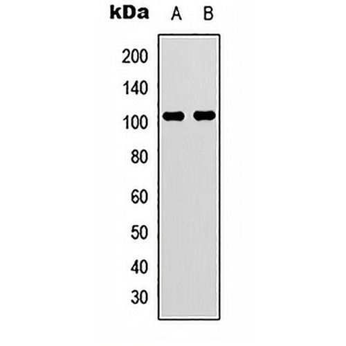 VAV3 Rabbit Polyclonal Antibody