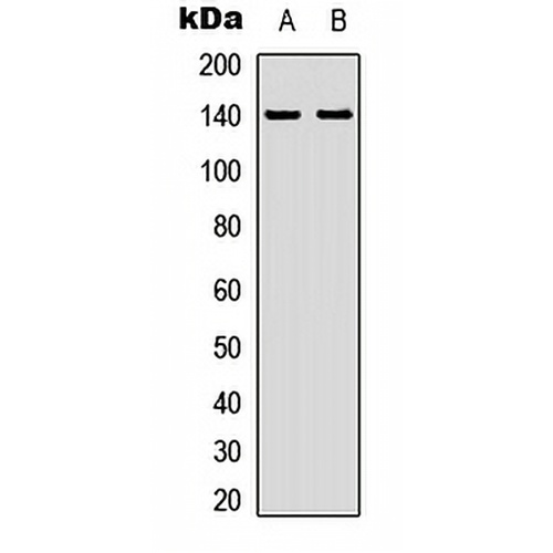 ZC3H4 Rabbit Polyclonal Antibody