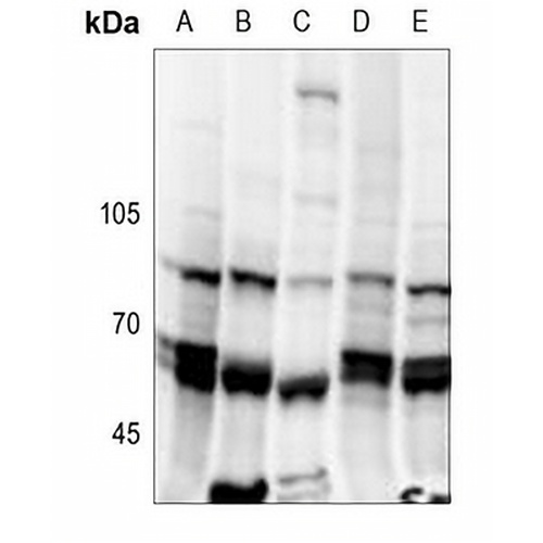 NIPA (Phospho-S354) Rabbit Polyclonal Antibody