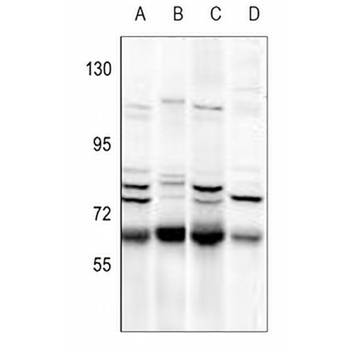 NIPA Rabbit Polyclonal Antibody