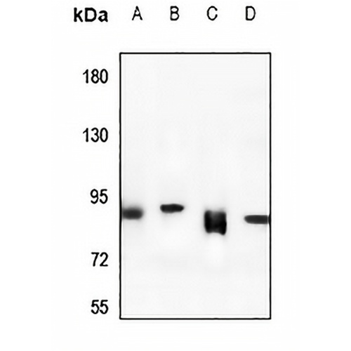 Rabenosyn 5 Rabbit Polyclonal Antibody