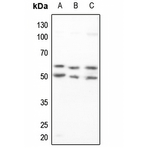 ZNF75D Rabbit Polyclonal Antibody