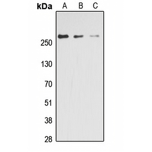 ACC alpha (Phospho-S80) Rabbit Polyclonal Antibody
