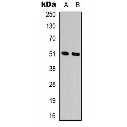 Alpha-1A Adrenergic Receptor Rabbit Polyclonal Antibody