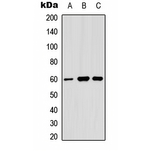 Angiopoietin-1 Rabbit Polyclonal Antibody