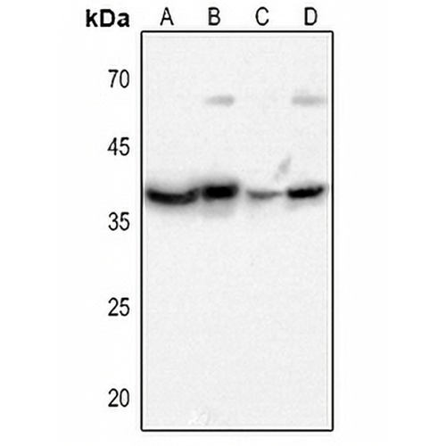 CD296 Rabbit Polyclonal Antibody