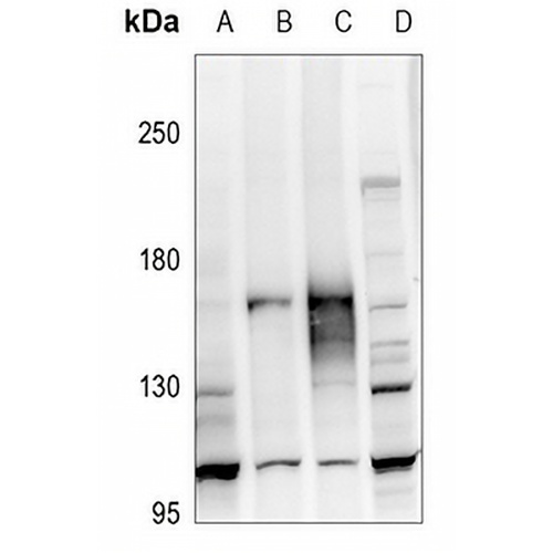 ATP1A2 Rabbit Polyclonal Antibody